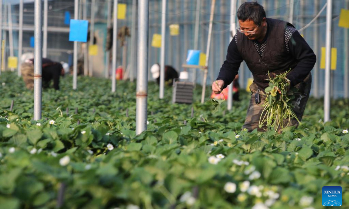 Staff members check the growth of strawberries in Weihai City, east China's Shandong Province, Dec. 6, 2025. As the solar term of Major Snow, also known as