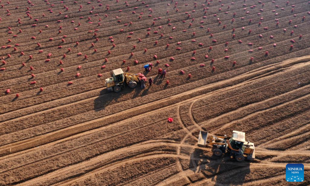 An aerial drone photo taken on Dec. 6, 2025 shows farmers loading the newly harvested Chinese herbal medicine crops onto trucks in Qinyang City, central China's Henan Province. As the solar term of Major Snow, also known as