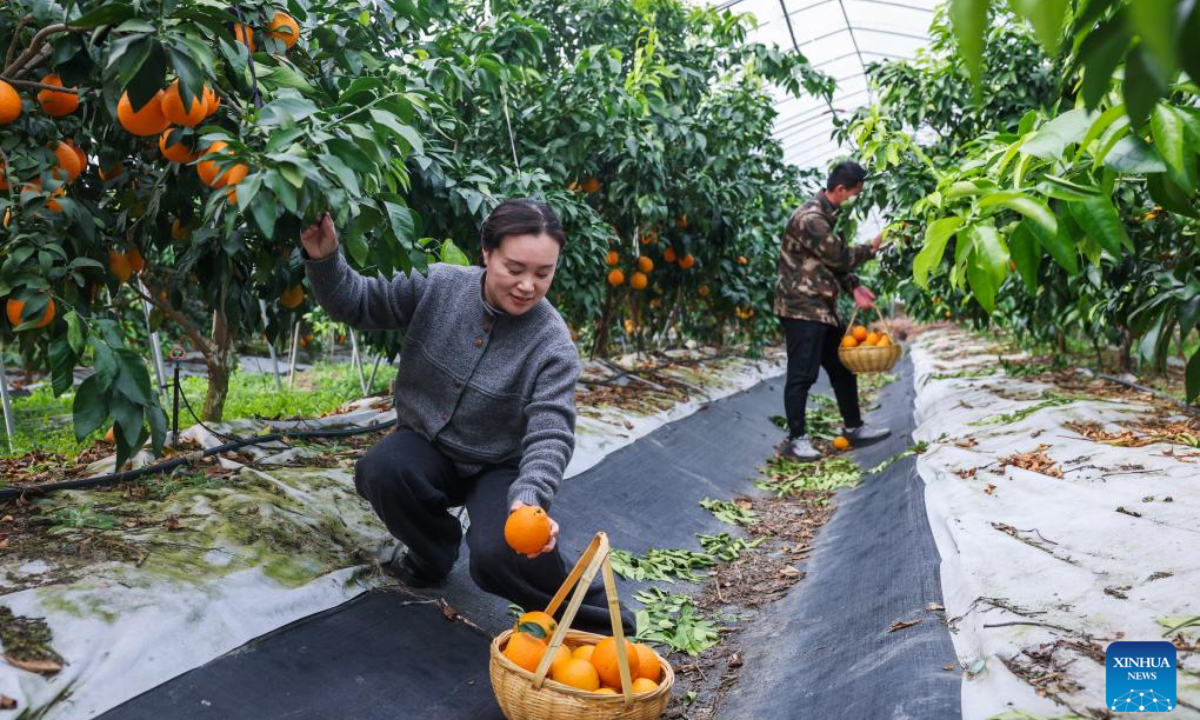 Tourists pick citruses at an orchard in Dongshan Village of Heping Town in Changxing County of Huzhou City, east China's Zhejiang Province, Dec. 4, 2025. In recent years, Heping Town has been promoting the modernization, standardization, professionalization and digitalization of its agricultural industry to effectively improve the quality of local agricultural products. What's more, relying on its modern agricultural resources, Heping Town also strives to develop its rural tourism industry through various activities like fruits leisure picking and vegetable and fruits study and research tours. (Xinhua/Xu Yu)