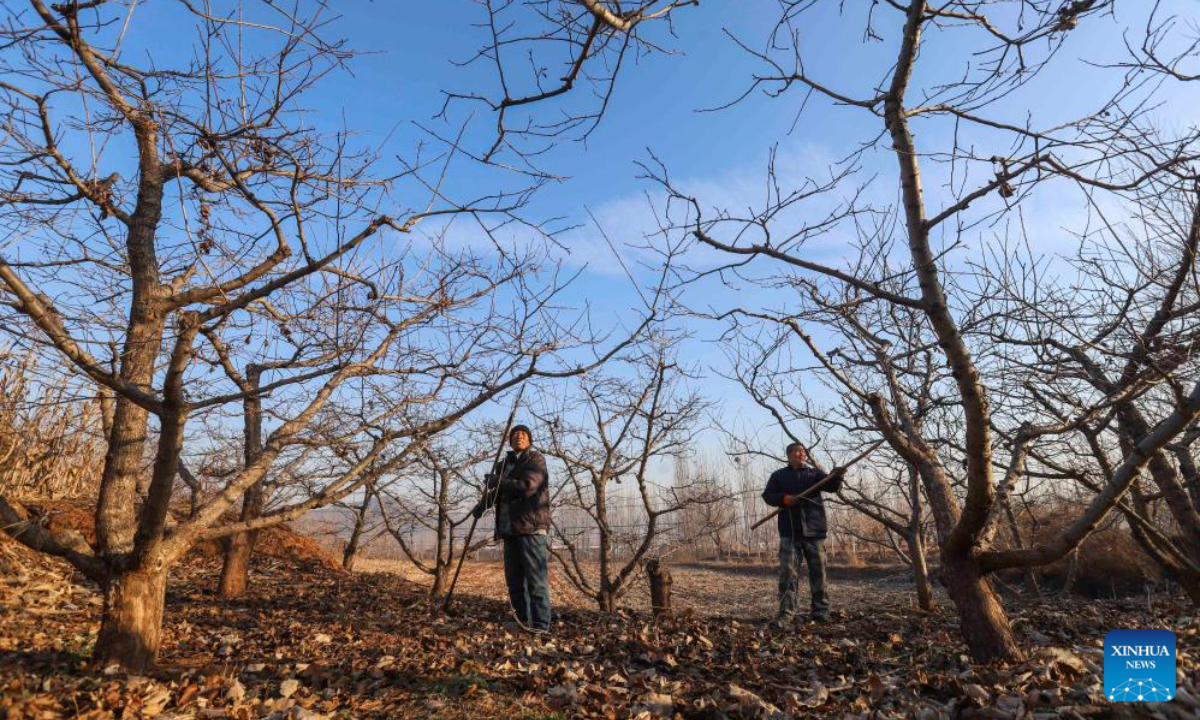 Farmers prune fruit trees at an orchard in Zunhua City, north China's Hebei Province, Dec. 6, 2025. As the solar term of Major Snow, also known as