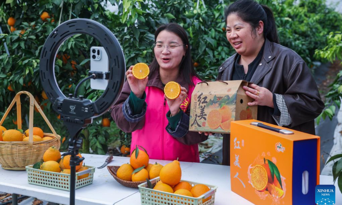 A volunteer (L) and a fruit grower promote local citruses via live-streaming at an orchard in Dongshan Village of Heping Town in Changxing County of Huzhou City, east China's Zhejiang Province, Dec. 4, 2025. In recent years, Heping Town has been promoting the modernization, standardization, professionalization and digitalization of its agricultural industry to effectively improve the quality of local agricultural products. What's more, relying on its modern agricultural resources, Heping Town also strives to develop its rural tourism industry through various activities like fruits leisure picking and vegetable and fruits study and research tours. (Xinhua/Xu Yu)