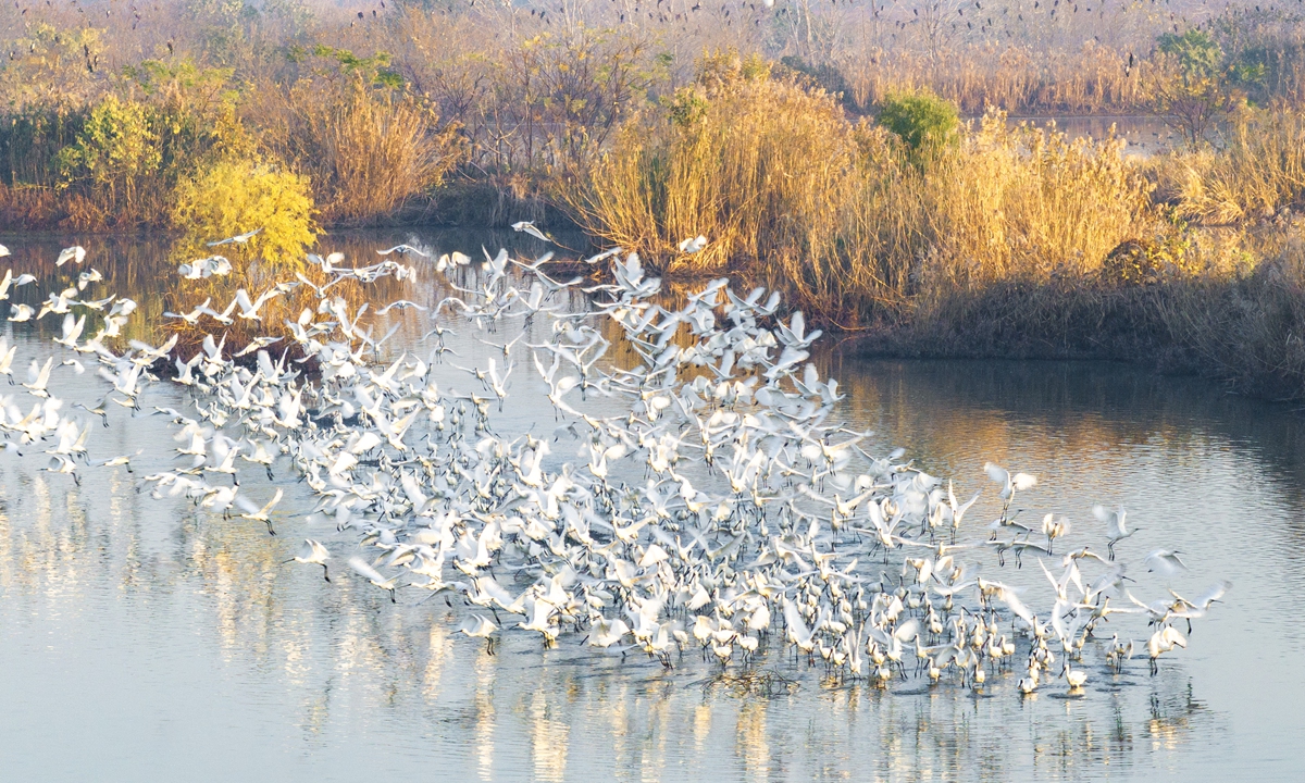 Flocks of migratory birds forage and rest in the shallows after arriving at the Lixiahe National Wetland Park in Xinghua, East China's Jiangsu Province, on November 30, 2025, adding a picturesque touch to the winter landscape of the water town.