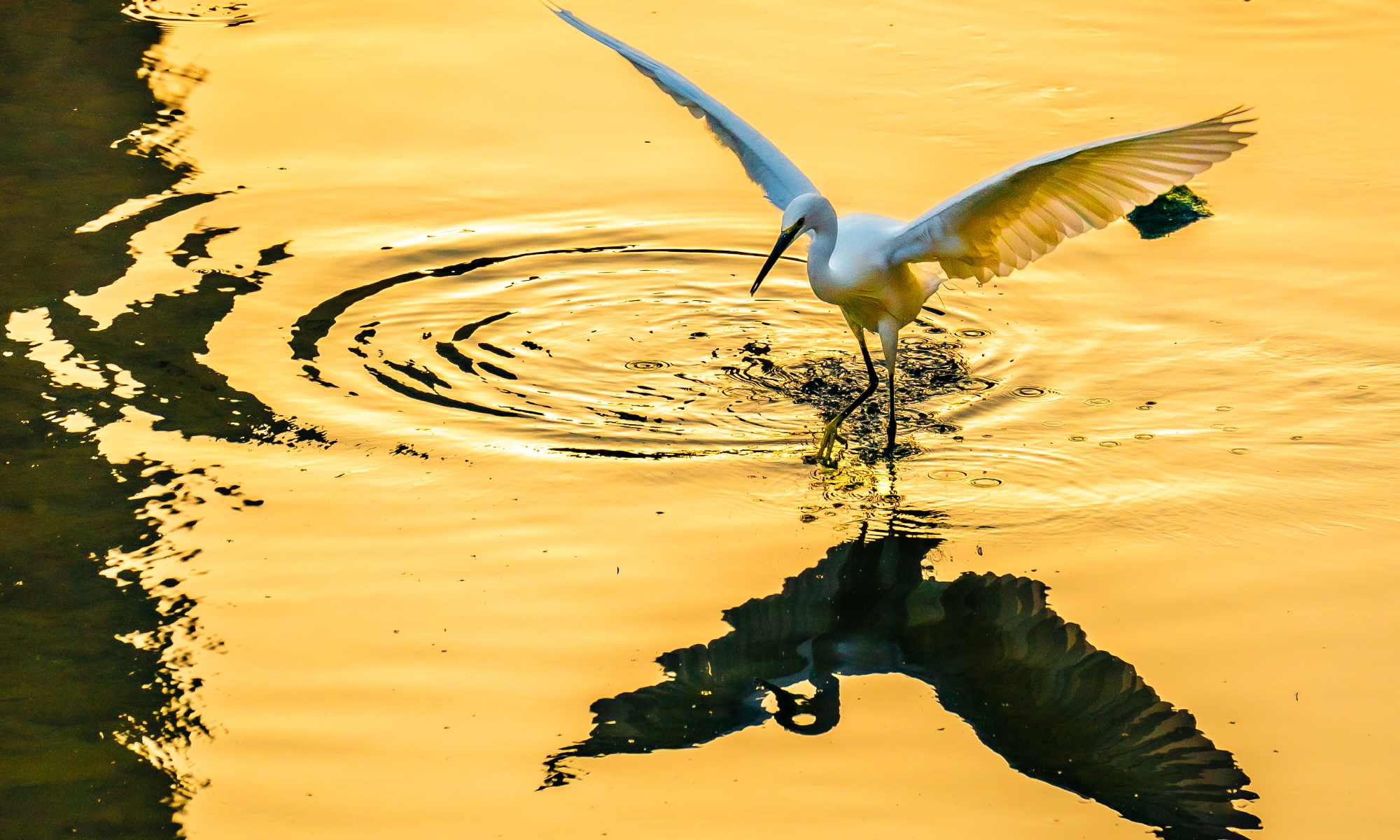 A white egret searches for food in the glistening waters of the Wangmu River as the morning sun casts a golden hue over the landscape in Wangmo county, Bouyei-Miao Autonomous Prefecture of Qianxinan, Southwest China's Guizhou Province, on November 28, 2025. Photos on this page: VCG