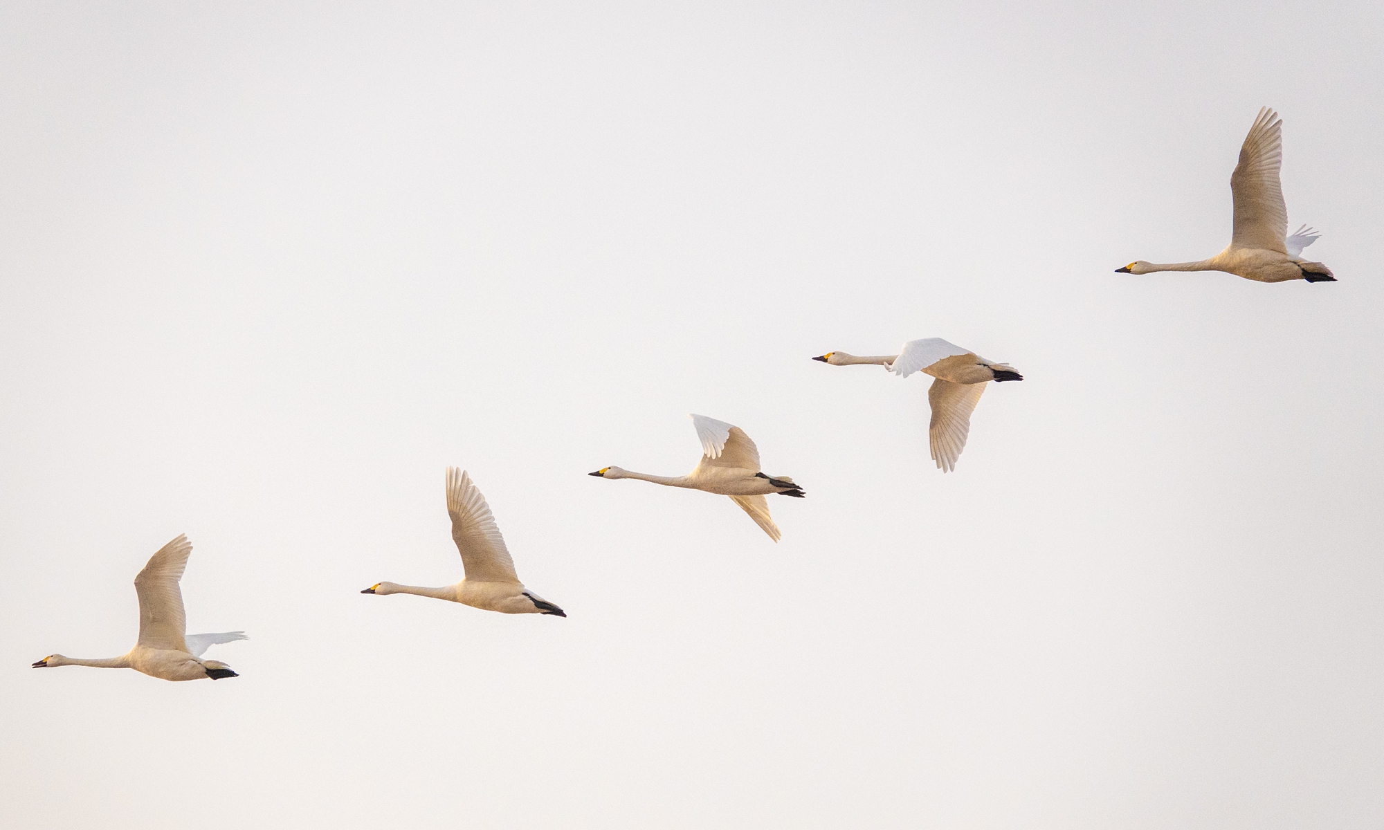 A flock of swans fly over the Hailiu Reservoir in Hohhot, North China's Inner Mongolia Autonomous Region, on November 28, 2025.