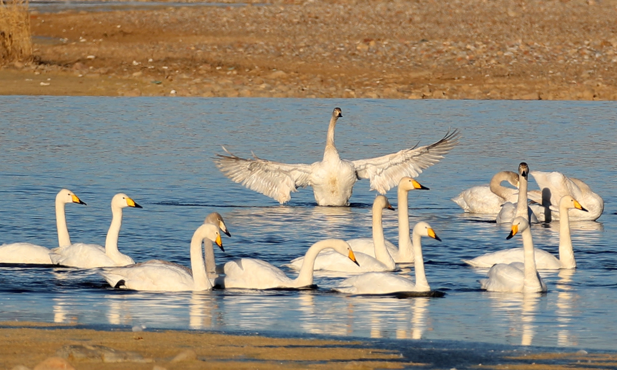 Numerous whooper swans, tundra swans, and mute swans forage along the Qingshui River in Taishizhuang village, Taishitun Township, the Miyun district of Beijing, on December 2, 2025. 