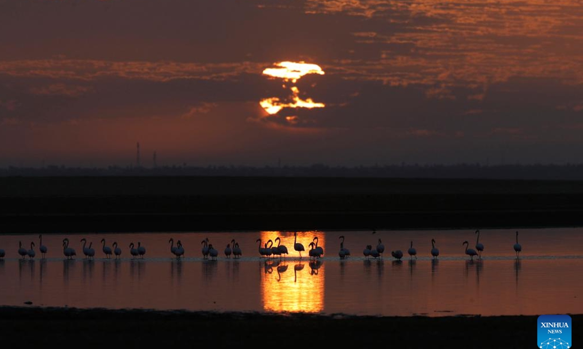 This photo taken on Dec. 6, 2025 shows flamingos at sunrise at Qarun Lake in Fayoum province, Egypt. Large numbers of flamingos fly to the lake to overwinter. (Xinhua/Ahmed Gomaa)