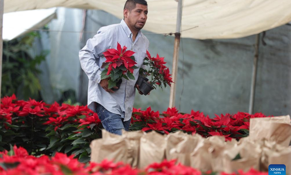 A farmer harvests poinsettia plants in Mexico City, the capital of Mexico, Dec. 5, 2025. (Photo by Francisco Canedo/Xinhua)