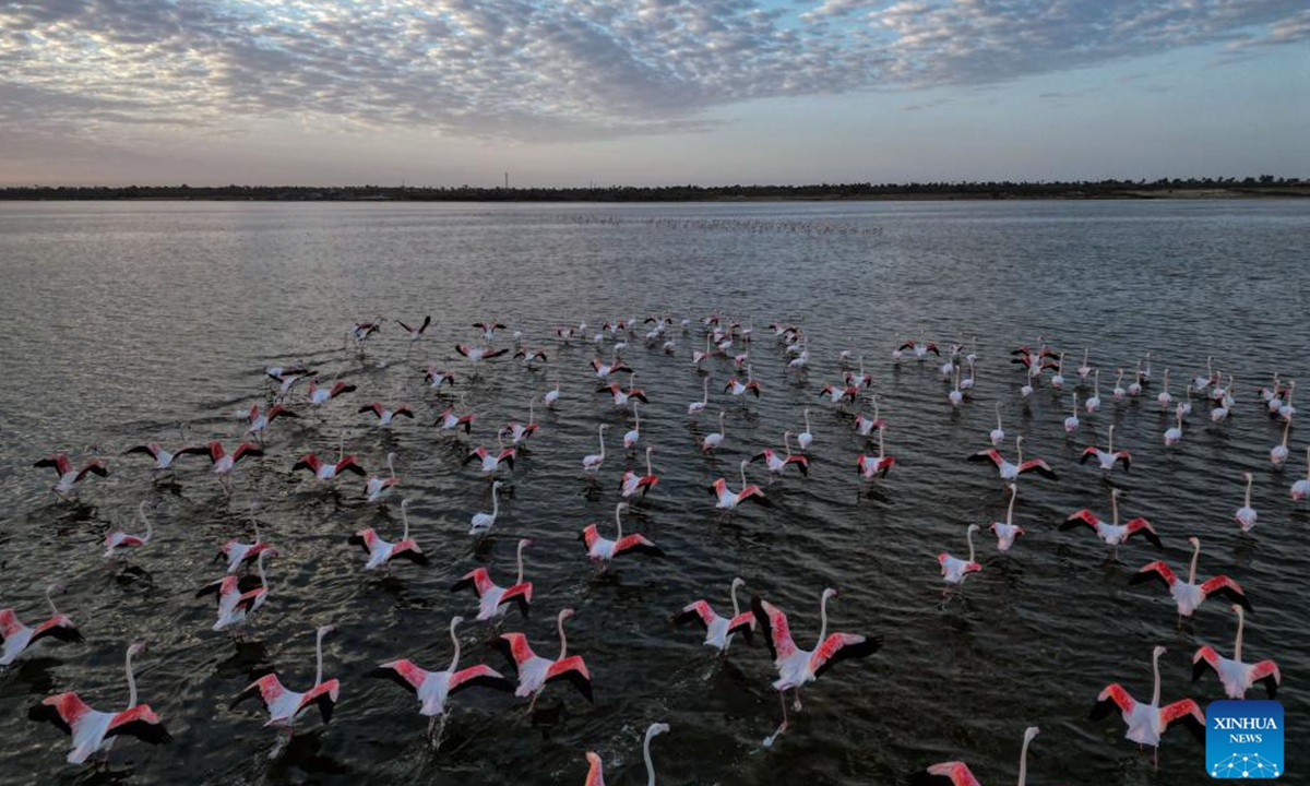 A drone photo taken on Dec. 6, 2025 shows flamingos at Qarun Lake in Fayoum province, Egypt. Large numbers of flamingos fly to the lake to overwinter. (Xinhua/Ahmed Gomaa)