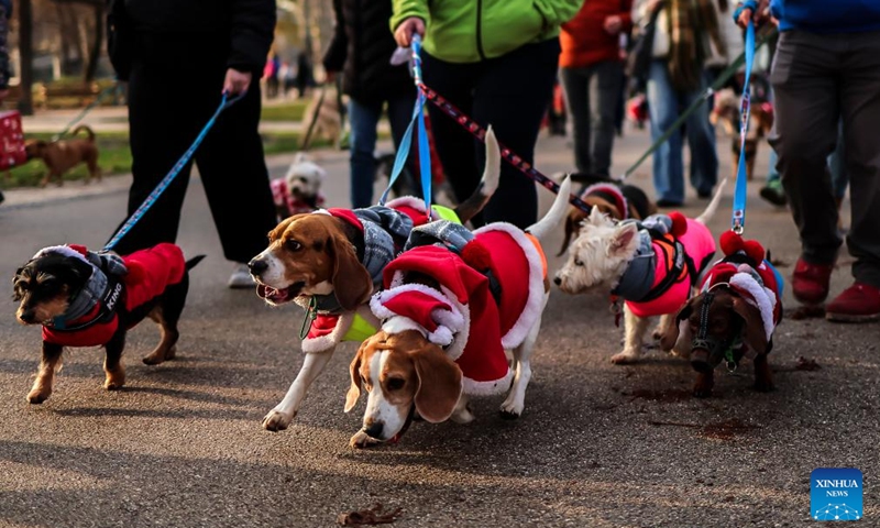 Participants walk with their dogs during an annual Santa Dog Walk event at the City Park in Budapest, Hungary on Dec. 6, 2025. The Christmas-themed event brings together dog owners from across the city for a seasonal walk, promoting responsible pet ownership and encouraging outdoor activities for families and their pets. (Photo by David Balogh/Xinhua)