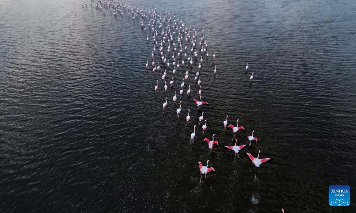 An aerial drone photo taken on Dec. 6, 2025 shows flamingos at Qarun Lake in Fayoum province, Egypt. Large numbers of flamingos fly to the lake to overwinter. (Xinhua/Ahmed Gomaa)