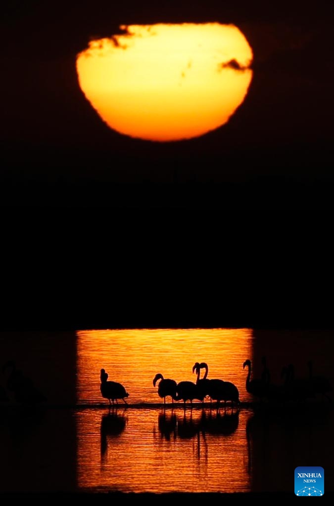 This photo taken on Dec. 6, 2025 shows flamingos at sunrise at Qarun Lake in Fayoum province, Egypt. Large numbers of flamingos fly to the lake to overwinter. (Xinhua/Ahmed Gomaa)