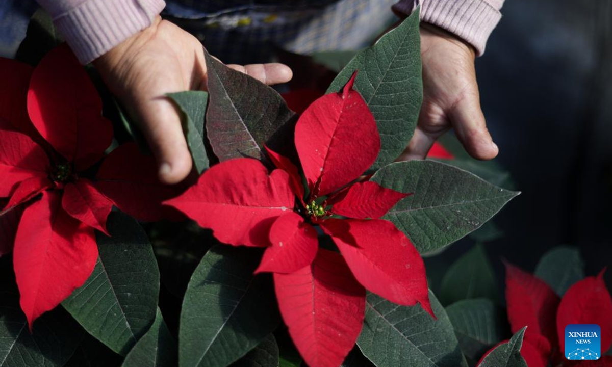 This photo shows a poinsettia plant in Mexico City, the capital of Mexico, Dec. 5, 2025. (Photo by Francisco Canedo/Xinhua)