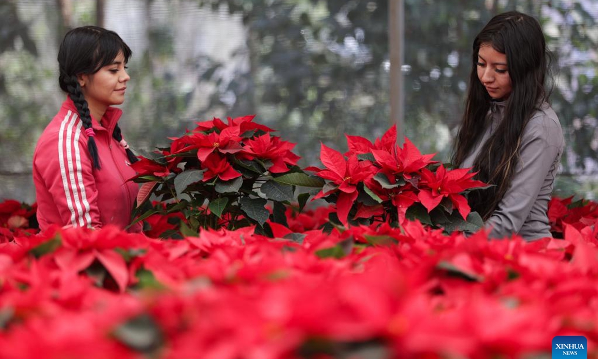 Farmers harvest poinsettia plants in Mexico City, the capital of Mexico, Dec. 5, 2025. (Photo by Francisco Canedo/Xinhua)