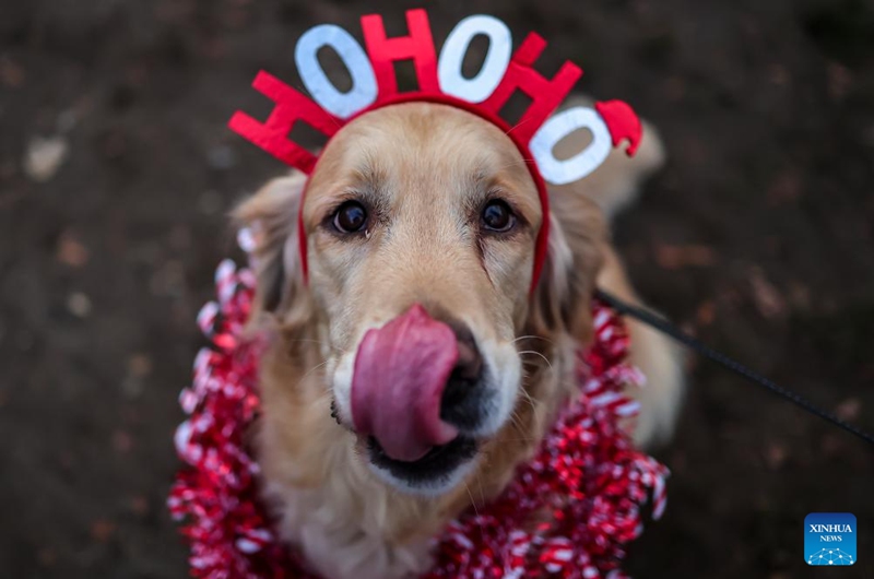 A dog participates in an annual Santa Dog Walk event at the City Park in Budapest, Hungary on Dec. 6, 2025. The Christmas-themed event brings together dog owners from across the city for a seasonal walk, promoting responsible pet ownership and encouraging outdoor activities for families and their pets. (Photo by David Balogh/Xinhua)