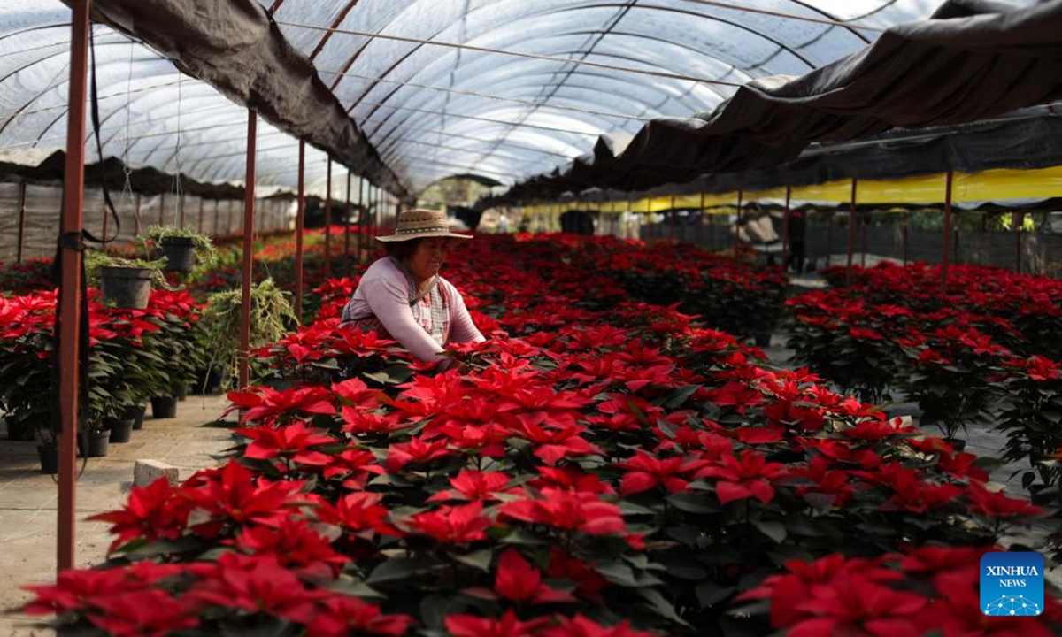 A farmer harvests poinsettia plants in Mexico City, the capital of Mexico, Dec. 5, 2025. (Photo by Francisco Canedo/Xinhua)