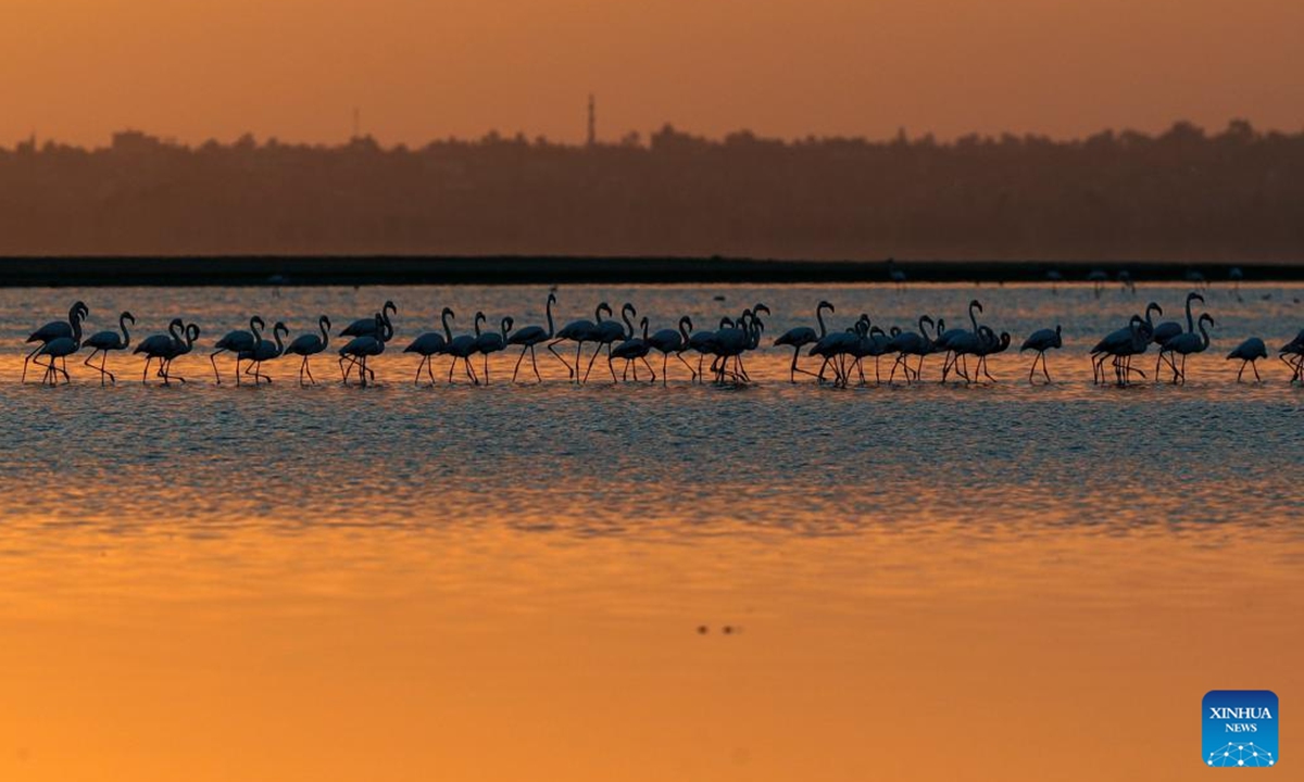 This photo taken on Dec. 6, 2025 shows flamingos at sunrise at Qarun Lake in Fayoum province, Egypt. Large numbers of flamingos fly to the lake to overwinter. (Xinhua/Ahmed Gomaa)