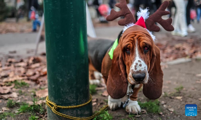 A dog participates in an annual Santa Dog Walk event at the City Park in Budapest, Hungary on Dec. 6, 2025. The Christmas-themed event brings together dog owners from across the city for a seasonal walk, promoting responsible pet ownership and encouraging outdoor activities for families and their pets. (Photo by David Balogh/Xinhua)