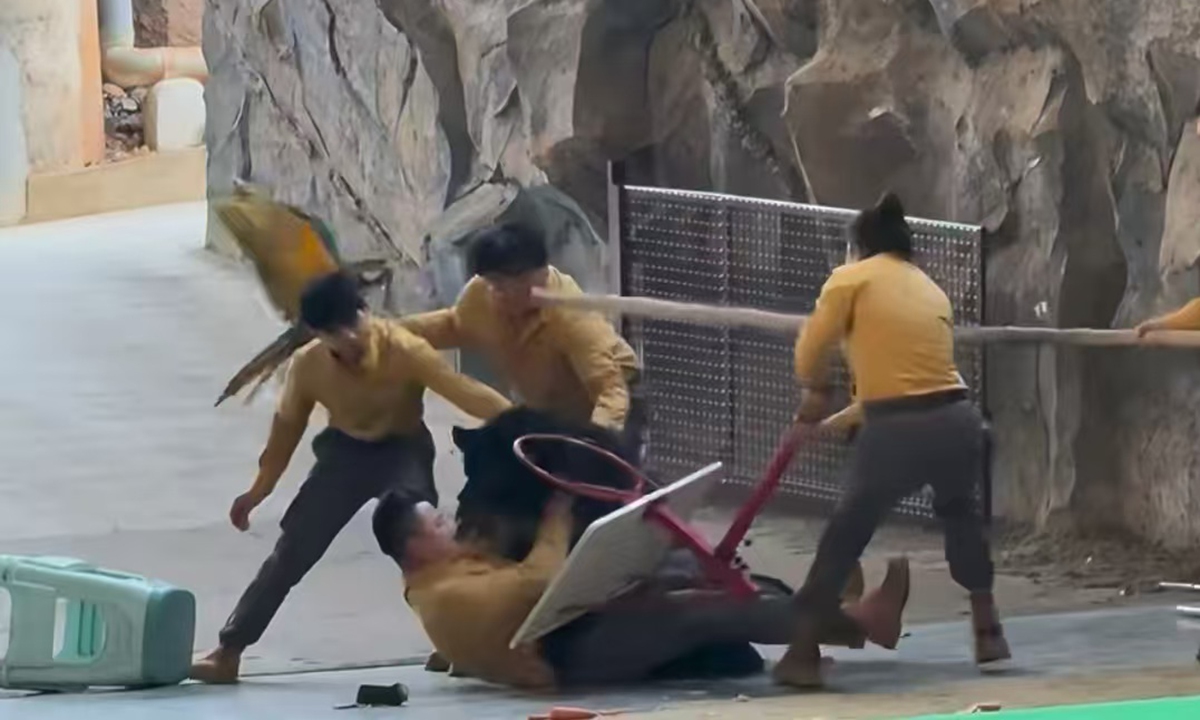 A black bear suddenly attacks a keeper after finishing a round of performance at Hangzhou Safari Park in East China's Zhejiang Province on December 7, 2025. Other staff immediately intervened and used props to separate the bear from the keeper, according to media reports. Photo: Screenshot from social media, Rednote.