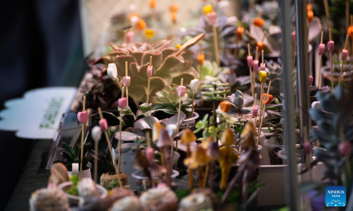 This photo taken on Dec. 7, 2025 shows plants at a plant and flower market held in Vladivostok, Russia. (Photo by Andrey Matveenko/Xinhua)