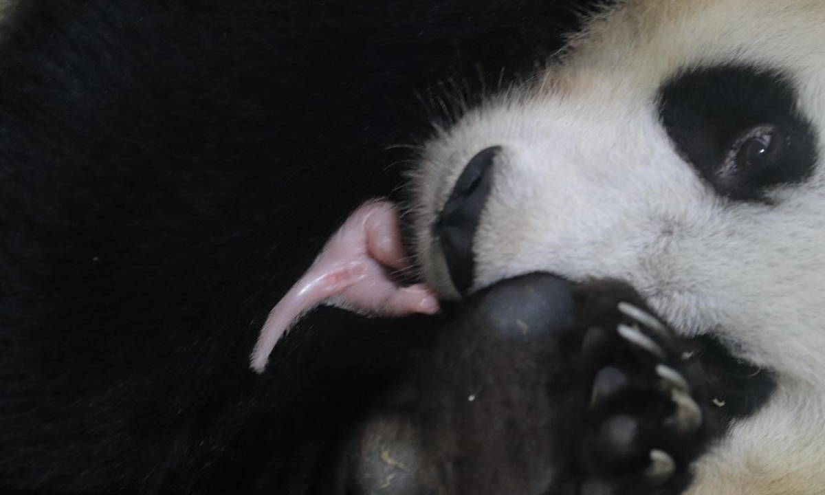 An undated handout photo made available by Taman Safari Indonesia (Indonesia Safari Park) shows Hu Chun, a 15-year-old female panda, holding her newborn cub Satrio Wiratama at the theme park in Cisarua, West Java, Indonesia. Photo: VCG