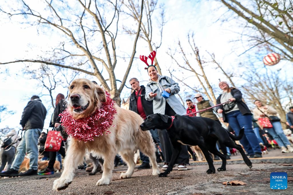 Participants walk with their dogs during an annual Santa Dog Walk event at the City Park in Budapest, Hungary on Dec. 6, 2025. The Christmas-themed event brings together dog owners from across the city for a seasonal walk, promoting responsible pet ownership and encouraging outdoor activities for families and their pets. (Photo by David Balogh/Xinhua)