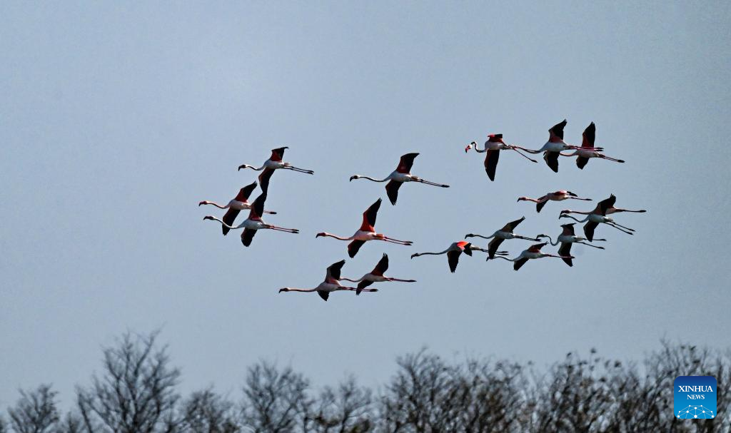 This photo taken on Dec. 8, 2025 shows flamingos resting in Tiaozini wetland in Dongtai of Yancheng City, east China's Jiangsu Province. Recently a flock of flamingos arrived here to overwinter. Flamingos have been wintering here for 11 consecutive years since 2015. (Photo by Sun Jialu/Xinhua)