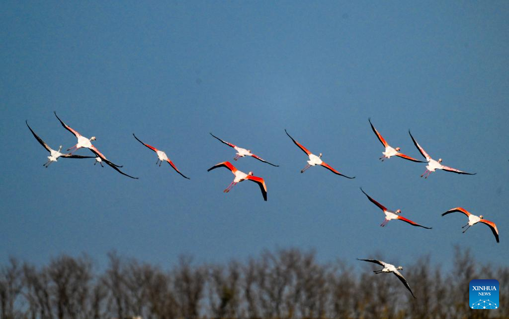 This photo taken on Dec. 8, 2025 shows flamingos resting in Tiaozini wetland in Dongtai of Yancheng City, east China's Jiangsu Province. Recently a flock of flamingos arrived here to overwinter. Flamingos have been wintering here for 11 consecutive years since 2015. (Photo by Sun Jialu/Xinhua)
