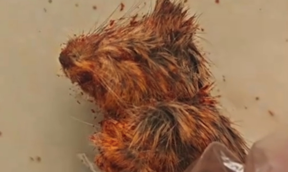 Suspected rat head in a packet of chili powder purchased online photo: screenshot of online video