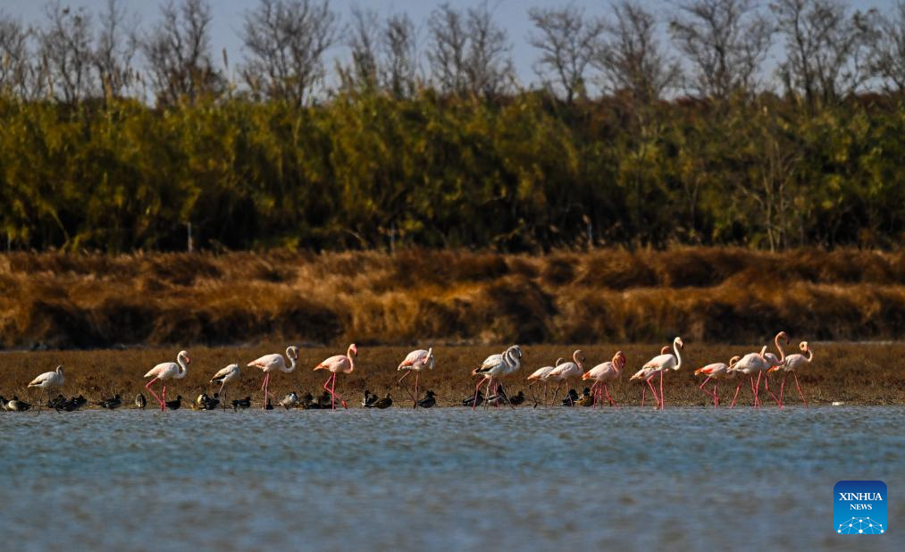 This photo taken on Dec. 8, 2025 shows flamingos resting in Tiaozini wetland in Dongtai of Yancheng City, east China's Jiangsu Province. Recently a flock of flamingos arrived here to overwinter. Flamingos have been wintering here for 11 consecutive years since 2015. (Photo by Sun Jialu/Xinhua)