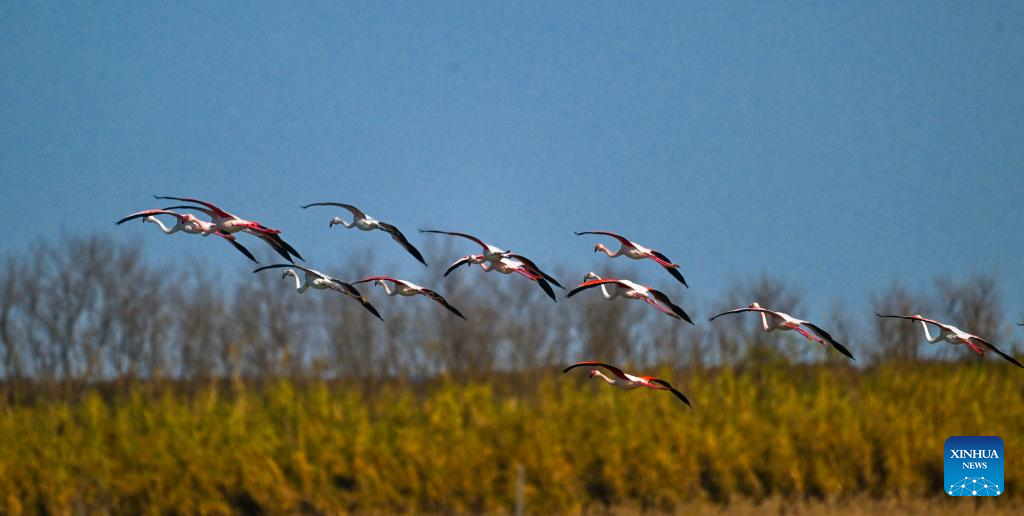 This photo taken on Dec. 8, 2025 shows flamingos resting in Tiaozini wetland in Dongtai of Yancheng City, east China's Jiangsu Province. Recently a flock of flamingos arrived here to overwinter. Flamingos have been wintering here for 11 consecutive years since 2015. (Photo by Sun Jialu/Xinhua)