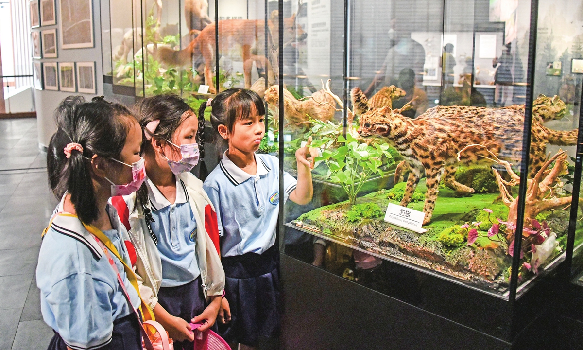 Primary school students check out a leopard cat specimen during a tour in the Xianju Biodiversity Museum, in Taizhou, East China's Zhejiang Province on July 31, 2022. Photo: VCG