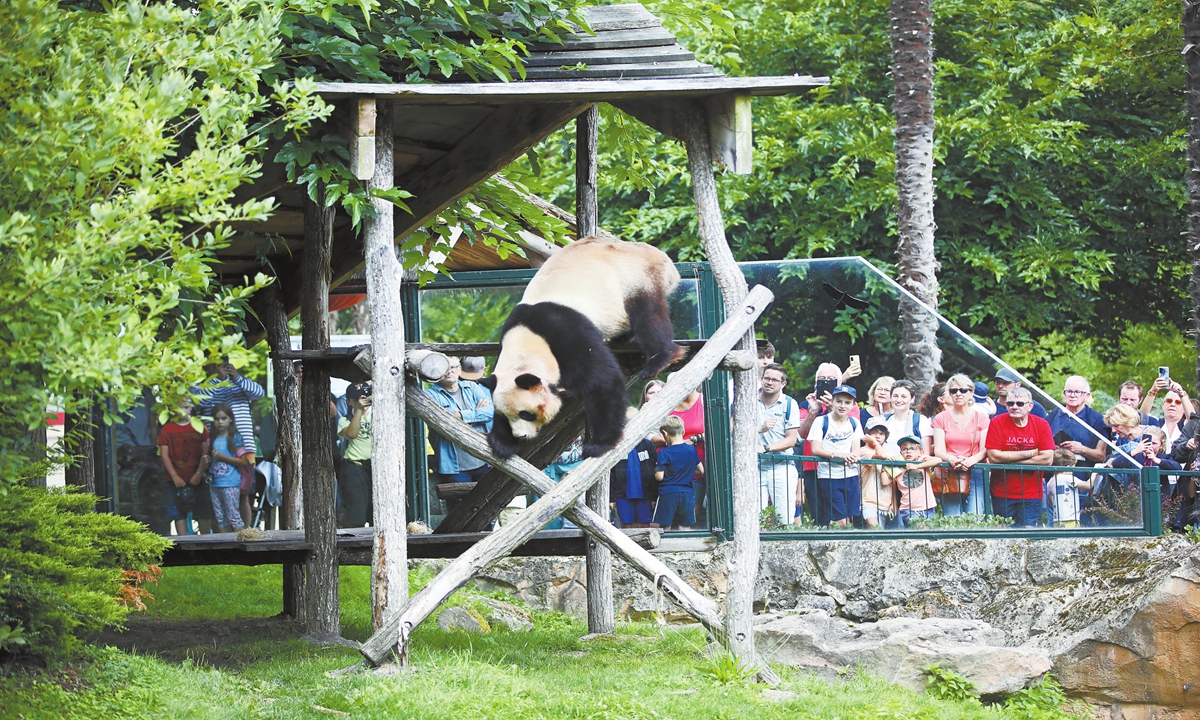 Visitors watch Yuan Meng, the first giant panda born in France, at Beauval Zoo in France, on July 24, 2023. Photo: VCG