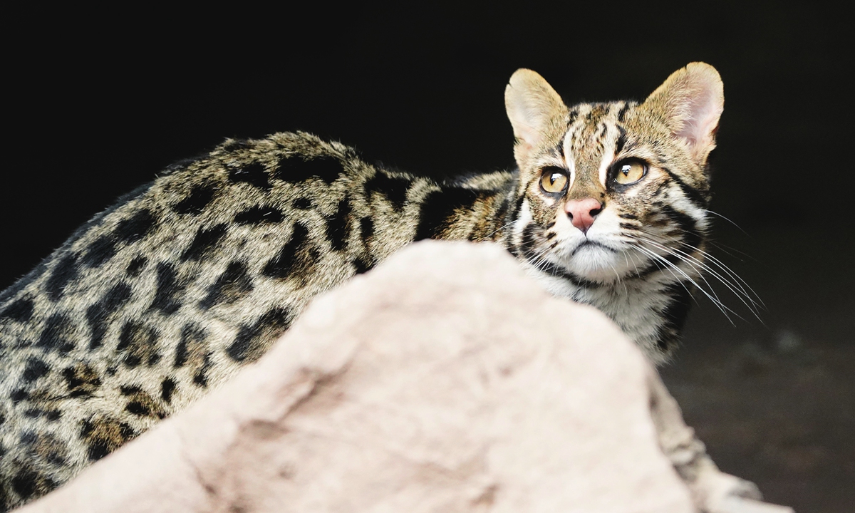 A leopard cat, which is under second-class state protection in China, is seen in Southwest China's Chongqing Municipality on February 26, 2024. Photos: VCG