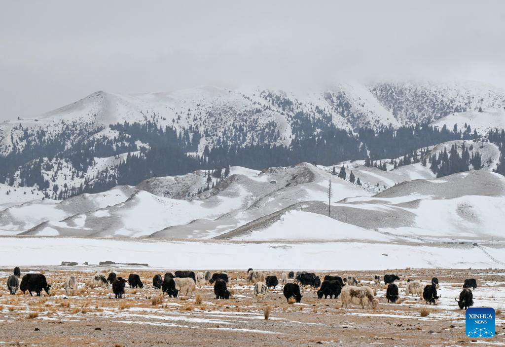 A herd of cattle forage by the Sayram Lake in Bortala Mongolian Autonomous Prefecture, northwest China's Xinjiang Uygur Autonomous Region, Dec. 15, 2025. (Xinhua/Wang Fei)
