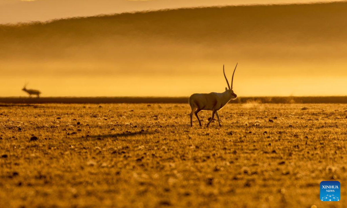 This photo taken on Dec. 4, 2025 shows a Tibetan antelope pictured at the Changtang National Nature Reserve, southwest China's Xizang Autonomous Region. Located in the northern part of Xizang with an average altitude exceeding 4,500 meters, the Changtang National Nature Reserve is home to over 30 kinds of wild animals listed on China's national-level protection catalogue, including Tibetan antelopes and wild yaks. (Xinhua/Jiang Fan)