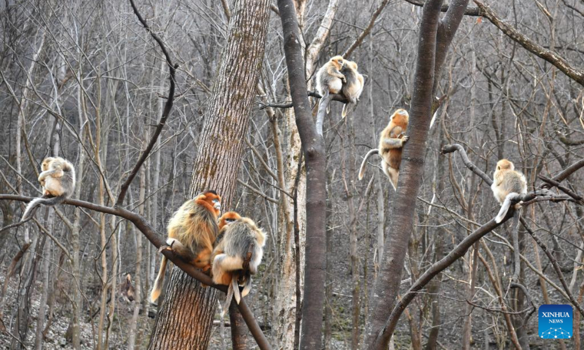 Golden snub-nosed monkeys are pictured at the Zhouzhi National Nature Reserve in northwest China's Shaanxi Province, Dec. 11, 2025. Spanning the northern and southern slopes of the Qinling Mountains, the Zhouzhi National Nature Reserve is dedicated to protecting golden snub-nosed monkeys and other rare wildlife as well as their habitats. In recent years, the reserve has implemented multiple ecological restoration projects, leading to a steady increase in wildlife populations within the region. The population of golden snub-nosed monkeys here has expanded from over 1,200 to around 2,000. (Xinhua/Shao Rui)
