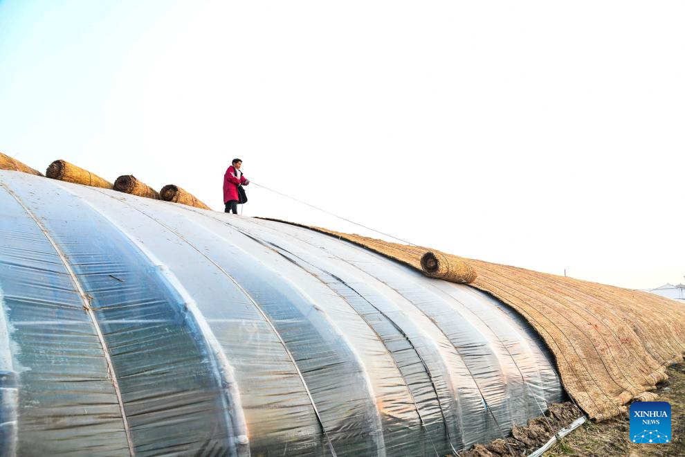 Villagers cover straw mats onto a greenhouse in Sili Town of Jiyuan City, central China's Henan Province, Dec. 11, 2025.

The National Meteorological Center on Wednesday issued a blue alert for a cold wave and a separate blue alert for strong winds, forecasting a widespread drop in temperatures and the first large-scale snowfall this winter across northern China over the next few days. (Photo by Miao Qiunao/Xinhua)