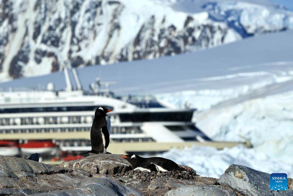 Penguins are seen with a cruise ship in the background in Antarctica, Dec. 14, 2025. The Antarctic ice and snow melt in large quantities during the height of summer, when the weather is relatively mild and the days are long. It is not only the high season for penguins to mate and hatch their chicks, but also the best time for whale watching. (Photo by Yang Shu/Xinhua)