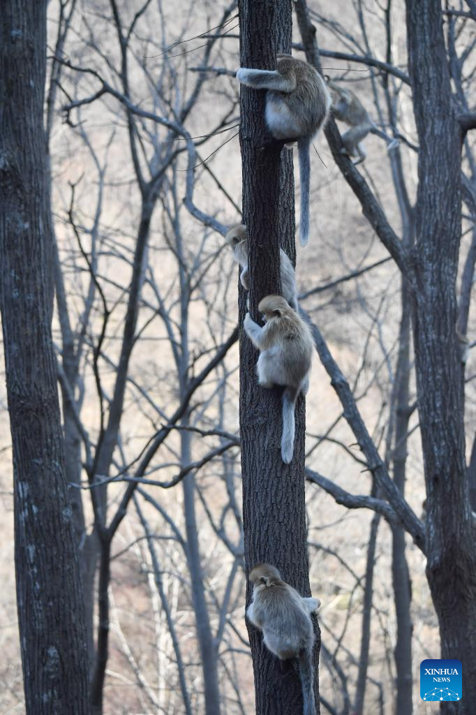 Golden snub-nosed monkeys are pictured at the Zhouzhi National Nature Reserve in northwest China's Shaanxi Province, Dec. 11, 2025. Spanning the northern and southern slopes of the Qinling Mountains, the Zhouzhi National Nature Reserve is dedicated to protecting golden snub-nosed monkeys and other rare wildlife as well as their habitats. In recent years, the reserve has implemented multiple ecological restoration projects, leading to a steady increase in wildlife populations within the region. The population of golden snub-nosed monkeys here has expanded from over 1,200 to around 2,000. (Xinhua/Shao Rui)