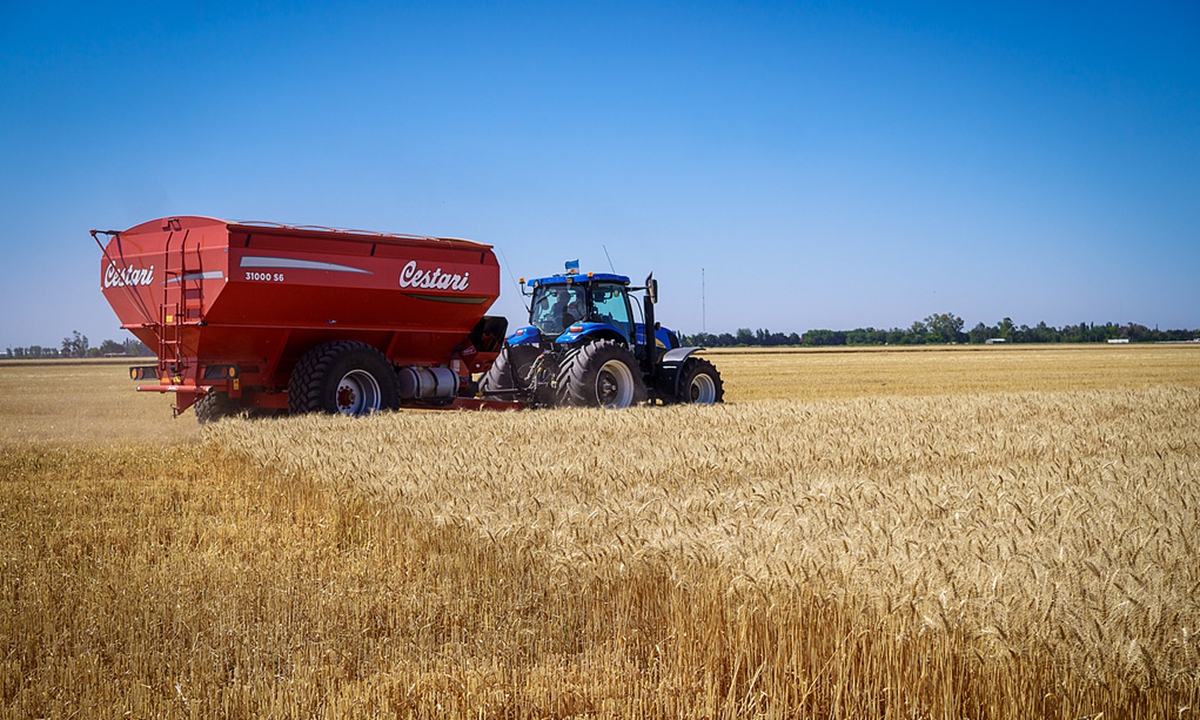 The wheat harvest is underway in Firmat, Santa Fe, Argentina, on November 26, 2025. Photo: VCG