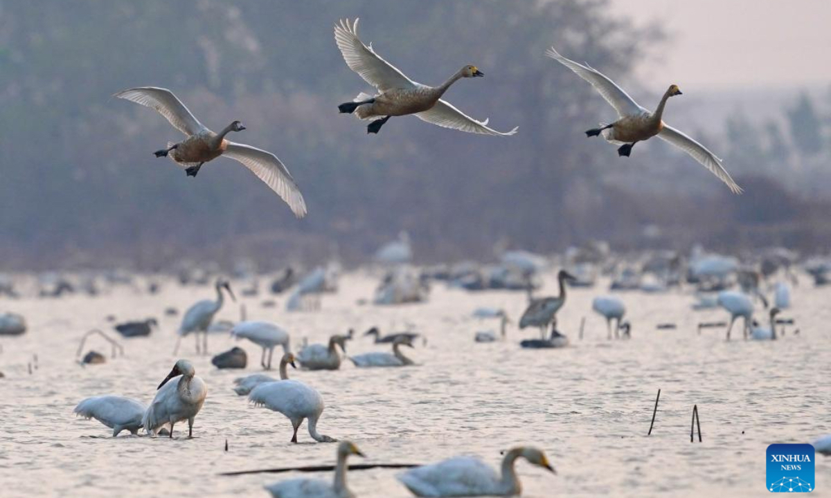 This photo taken on Dec. 17, 2025 shows migratory birds at Nanchang Five Stars Siberian Cranes Sanctuary by the Poyang Lake in Nanchang, east China's Jiangxi Province. The sanctuary has witnessed the peak wintering season for migratory birds including white cranes, swans, white spoonbills, etc. (Xinhua/Wan Xiang)