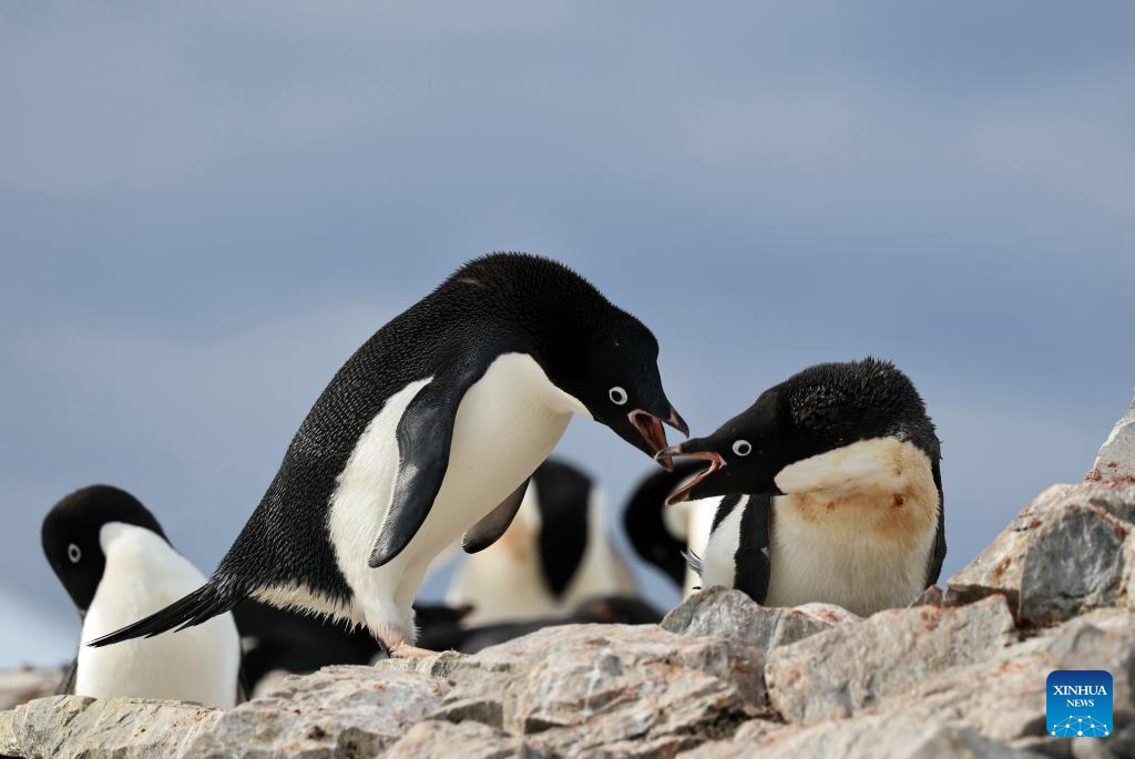 Penguins are seen on Petermann Island in Antarctica, Dec. 12, 2025. The Antarctic ice and snow melt in large quantities during the height of summer, when the weather is relatively mild and the days are long. It is not only the high season for penguins to mate and hatch their chicks, but also the best time for whale watching. (Photo by Yang Shu/Xinhua)