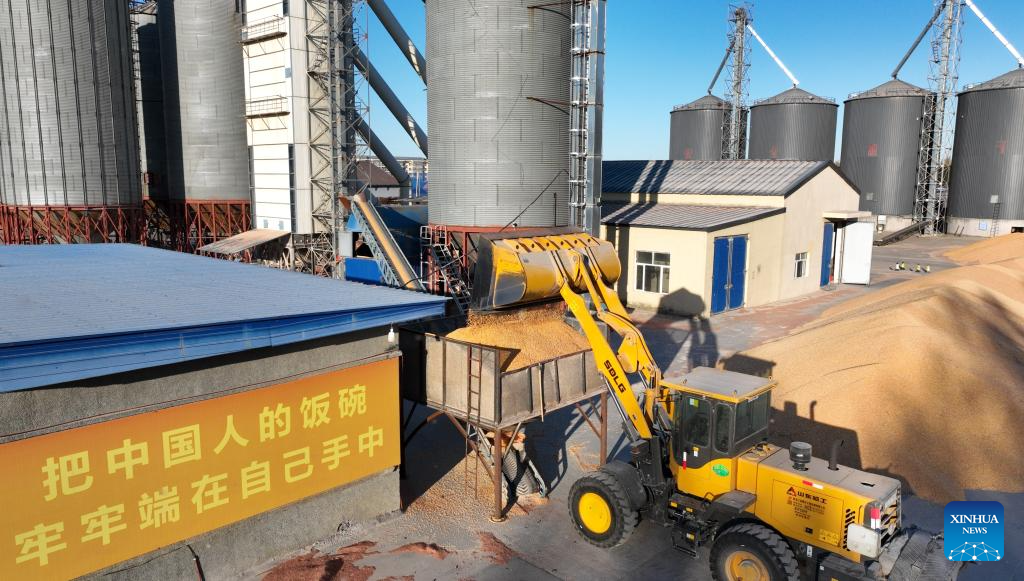 An aerial drone photo shows a shovel loader loading grain for sorting out process at a trade center of a farming company under Beidahuang Group in northeast China's Heilongjiang Province, Oct. 14, 2025. Heilongjiang Province, a major grain producer in northeast China, saw its 22nd bumper harvest with a record-breaking grain output reaching 82 million tonnes this year, data from the National Bureau of Statistics (NBS) showed on Friday. After surpassing 80 million tonnes in total grain production in 2024, Heilongjiang has once again topped the record this year, marking its 16th straight year as the top grain-producing region in China, according to the provincial agriculture and rural affairs department. (Photo by Li Ang/Xinhua)