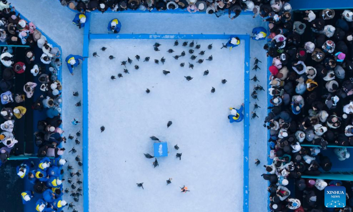 An aerial drone photo taken on Dec. 13, 2025 shows a penguin parade event at Harbin Polarland in Harbin, capital of northeast China's Heilongjiang Province. Harbin Polarland held a penguin parade with 100 Antarctic penguins on Saturday. (Xinhua/Zhang Tao)
