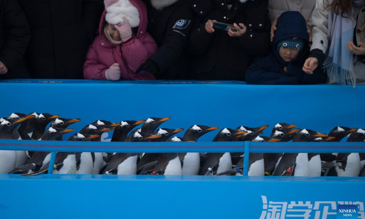 People watch a penguin parade event at Harbin Polarland in Harbin, capital of northeast China's Heilongjiang Province, Dec. 13, 2025. Harbin Polarland held a penguin parade with 100 Antarctic penguins on Saturday. (Xinhua/Zhang Tao)