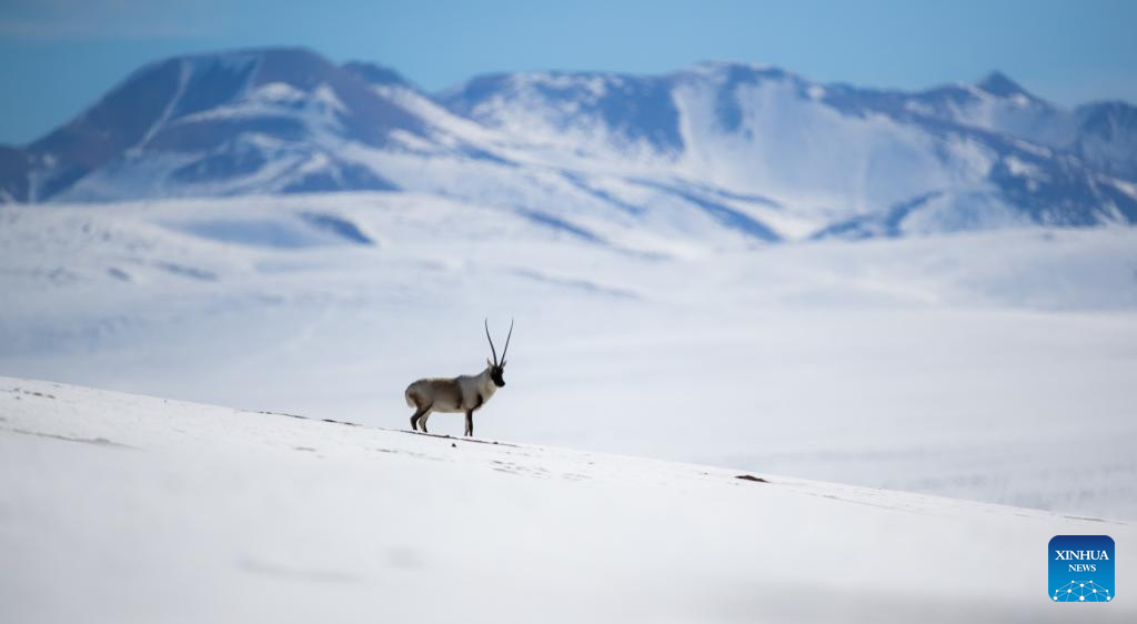 A Tibetan antelope is pictured at the Changtang National Nature Reserve in southwest China's Xizang Autonomous Region, Nov. 30, 2025.

Winter is the mating season for Tibetan antelopes, which enjoy first-class state protection in China, and are mostly found in the Xizang Autonomous Region, Qinghai Province and the Xinjiang Uygur Autonomous Region. (Xinhua/Jiang Fan)