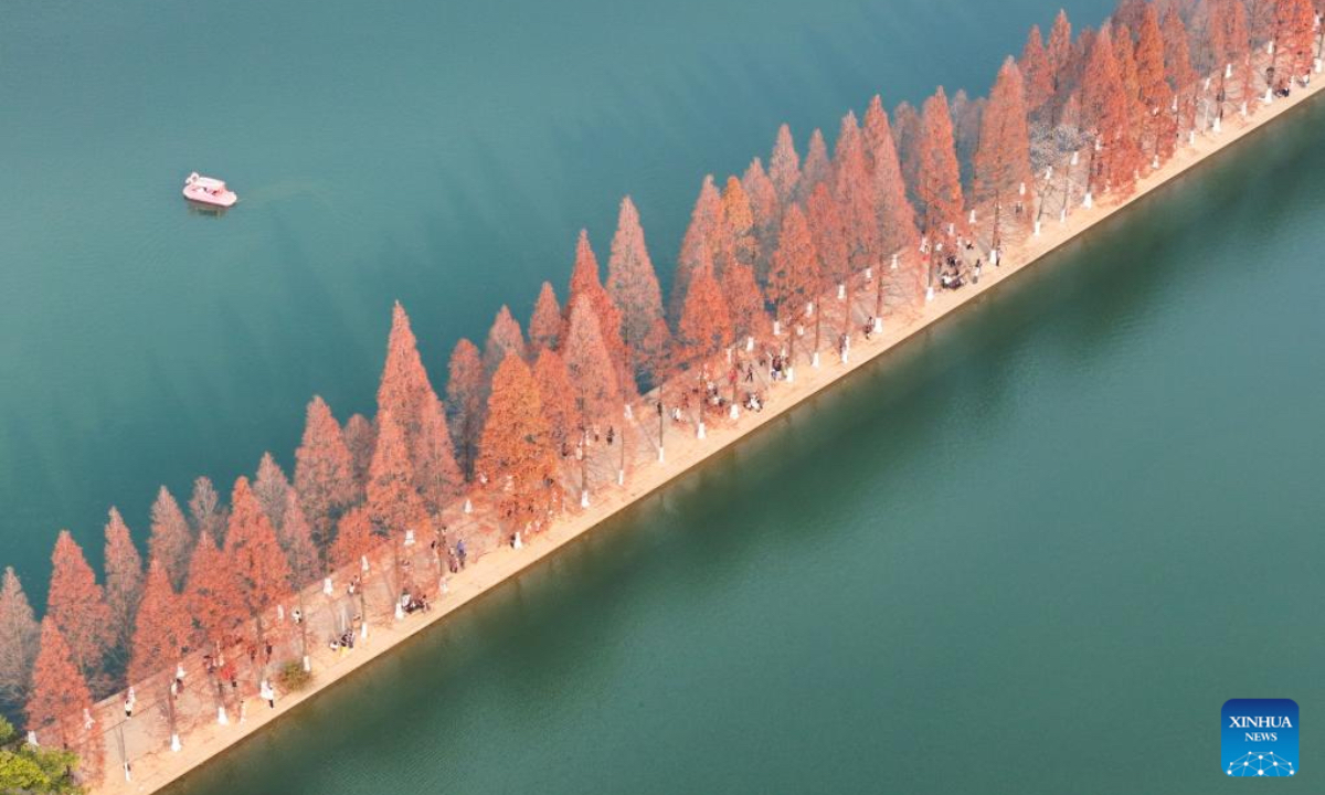 An aerial drone photo taken on Dec. 18, 2025 shows people visiting a park, where metasequoia tree leaves have turned red, in Changsha, central China's Hunan Province. (Xinhua/Chen Sihan)