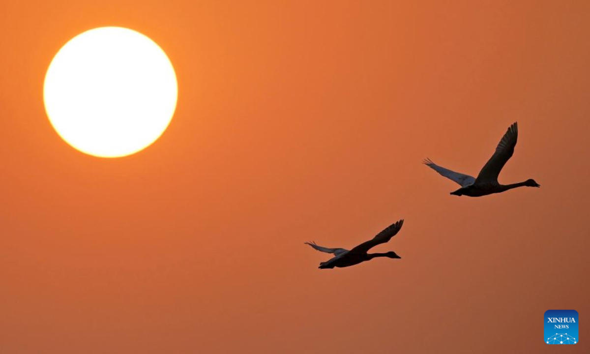 This photo taken on Dec. 17, 2025 shows migratory birds at Nanchang Five Stars Siberian Cranes Sanctuary by the Poyang Lake in Nanchang, east China's Jiangxi Province. The sanctuary has witnessed the peak wintering season for migratory birds including white cranes, swans, white spoonbills, etc. (Xinhua/Wan Xiang)