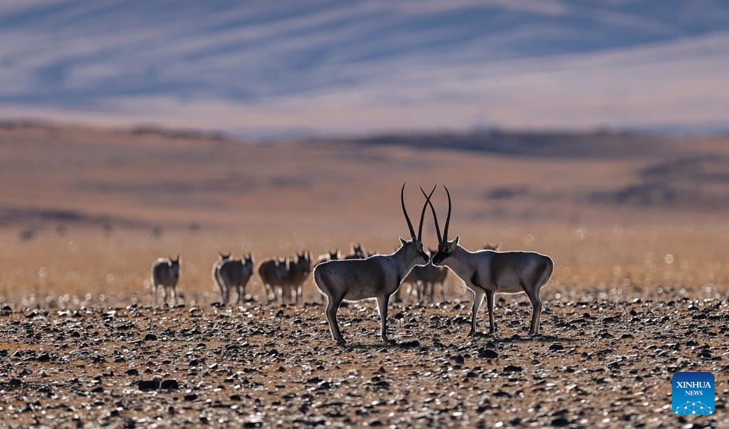 Two male Tibetan antelopes confront before a fight at the Changtang National Nature Reserve in southwest China's Xizang Autonomous Region, Dec. 1, 2025.

Winter is the mating season for Tibetan antelopes, which enjoy first-class state protection in China, and are mostly found in the Xizang Autonomous Region, Qinghai Province and the Xinjiang Uygur Autonomous Region. (Xinhua/Guo Yu)