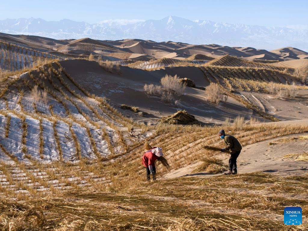 A staff member drives a tractor to transport materials for sand barriers in Kumtag Desert in Kazak Autonomous County of Aksay, northwest China's Gansu Province, Dec. 13, 2025. Covering a total area of 222,000 mu (14,800 hectares), a water conservation, ecological protection and restoration project is underway here, with sub-projects including sand fixation and afforestation. (Photo by Gao Hongshan/Xinhua)